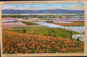 SILICON VALLEY circa 1930s - 40s Postcard SANTA CLARA, CALIFORNIA Orchards